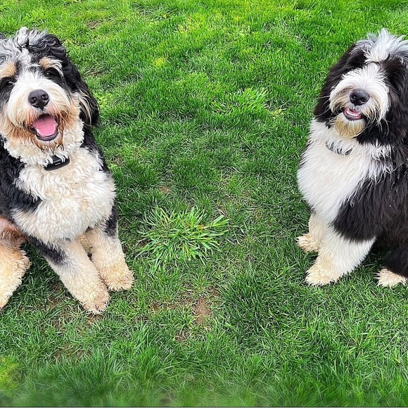 Meet your Posher, Mel - Picture 3 of 7